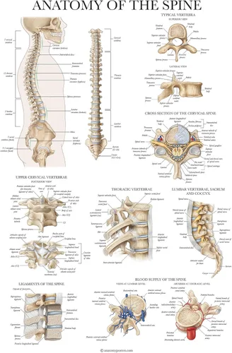 Vista 4 de Palace Learning Paquete de 2: Anatomía del sistema esquelético + Anatomía de la columna vertebral - Juego de 2 tablas anatómicas - Laminado - 18 x