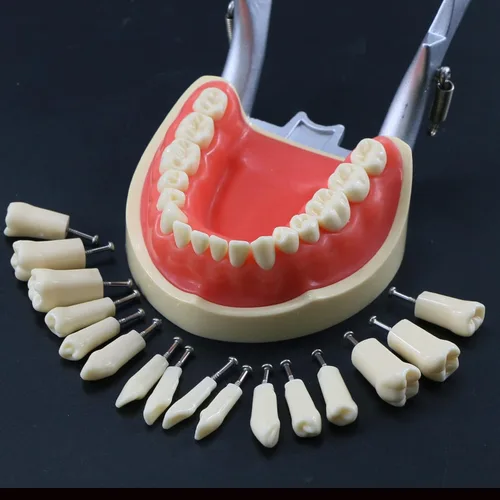 Vista 5 de Typodont - Poste de montaje para dientes modelo ajustable de 360 grados en el escritorio, compatible con Kilgore Nissin Columbia Dentoform Frasaco