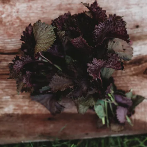 Red Shiso - 250 semillas - Variedad Perilla de reliquia, sin OMG, semillas de Shiso reliquia para plantar en el jardín doméstico, Thresh Seed Company