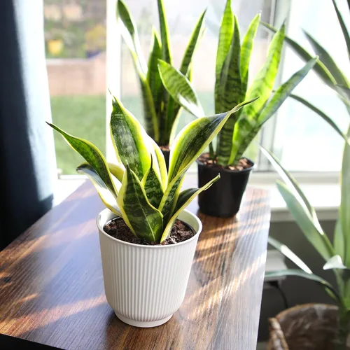 Vista 11 de Planta de serpiente viva con maceta blanca decorativa, Sansevieria Trifasciata Superba, planta de interior enraizada completamente, planta de lengua
