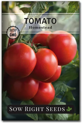 Sow Right Seeds - Semillas de tomate Homestead para plantar - Paquete de reliquia sin OMG con instrucciones para plantar un huerto casero - Variedad