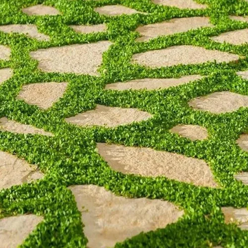 Vista 2 de Dichondra Repens - Semillas de césped para cultivar, semillas de vid de alfombra, planta de cobertura del suelo (1 onza)