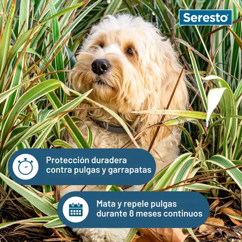 Vista 6 de Seresto Collar de pulgas y garrapatas para perros, pulgas de 8 meses y collar de garrapatas para perros pequeños, hasta 18 libras
