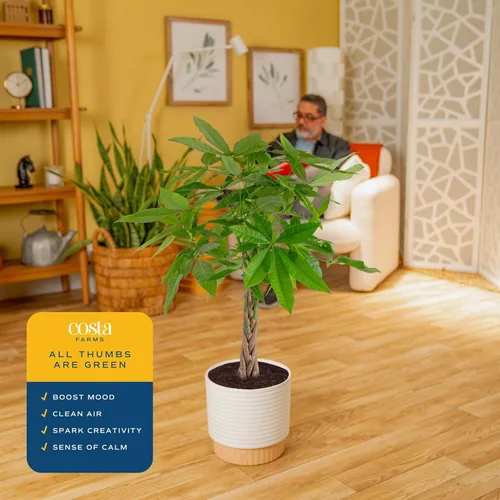 Vista 6 de Costa Farms Árbol del Dinero Pequeño Fácil de Cultivar Planta Viva