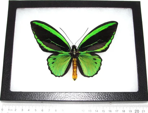 BicBugs O. priamus Poseidon Real Mariposa Enmarcada Verde Negro Indonesia