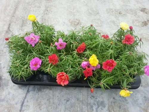 Vista 4 de Semillas Musgo Rosa Mix Portulaca Flores Anuales 1500 Semillas