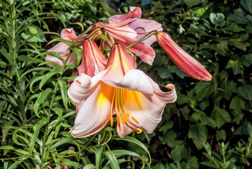 Vista 8 de 10 semillas de flores blancas y rosas de Royal / King's Lilium Regale