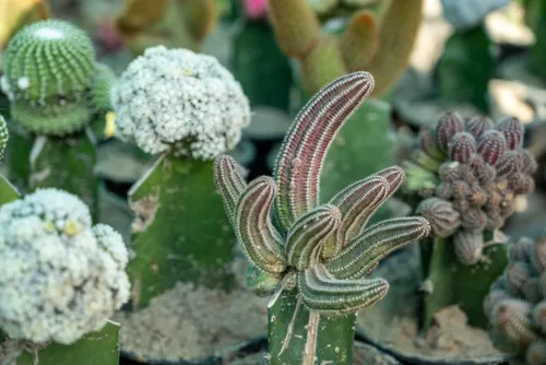 Vista 3 de HADIZ Juego de dos piezas de pinzas de jardín de acero inoxidable con pinzas de punta curvada para jardinería de cactus y suculentas (curvas)