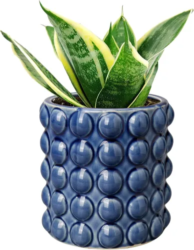 Vista 8 de DILATATA Maceta de Cerámica de 5 Pulgadas para Plantas de Interior Sin Orificio de Drenaje, Maceta de Flores de Burbuja, Maceta de Hobnail, Maceta