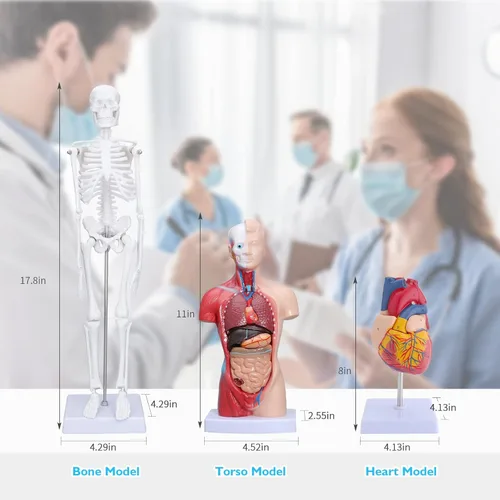Vista 6 de ANNWAH Modelo de torso de anatomía humana – Juegos de 3 modelos de corazón, torso y esqueleto humano, herramientas educativas para estudiantes