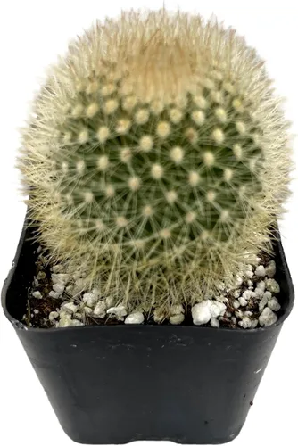 Vista 8 de Fatplants - Mini plantas de cactus vivas (paquete de 4), plantas de cactus de interior, plantas de cactus vivos, decoración de cactus vivos, plantas