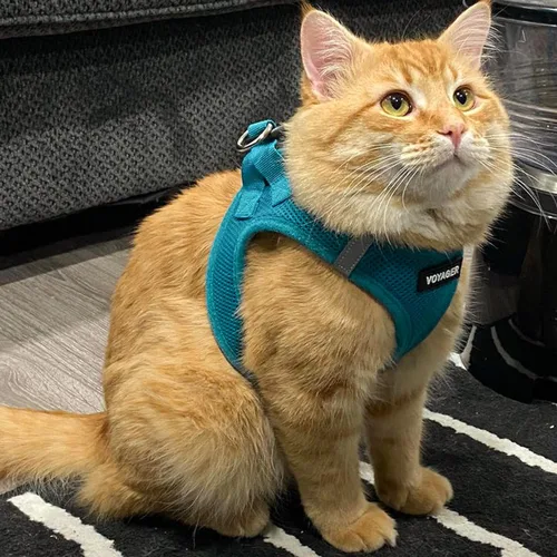 Vista 70 de Best Pet Supplies - Arnés de malla para todo tipo de clima, reflectante, antitirones, para perro y gato pequeño y mediano, con cierre de velcro