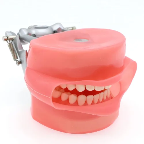 Vista 6 de Modelo de Typodont dental compatible con Kilgore Nissin 28 dientes extraíbles y mejilla de simulación para estudio de enseñanza