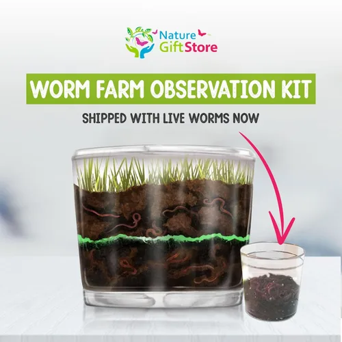 Vista 2 de Kids Gusano Granja Observación Kit se envía con Live gusanos
