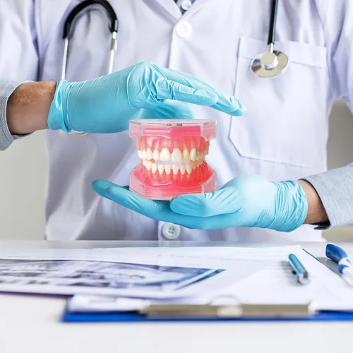 Vista 4 de Modelo dental estándar de enseñanza con todos los dientes extraíbles, goma de gel de silicona suave y dientes flexibles Typodonts para estudiantes