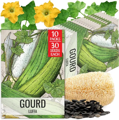 Vista 21 de Seed Needs, Burgess Buttercup - Semillas de calabaza de invierno, 25 semillas tradicionales para plantar Cucurbita Pepo, sin OMG y sin tratar
