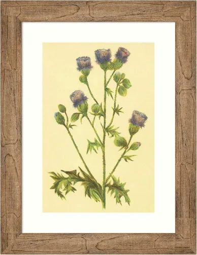 Amanti Art Framed Wall Art Print 24x18 Thistle by PI Collection, Flowers Wall Art, Vintage Decor, Small Poster Painting Artwork for Living Room,