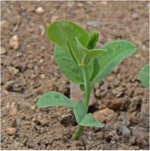 Vista 2 de Everwilde Farms - Semillas de flores silvestres con mezcla de mamut de 1 onza - Gold Vault