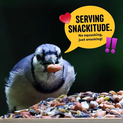 Vista 6 de Cool Birds - Mezcla de semillas para pájaros silvestres de nueces y frutas – 10 libras. Comida gourmet para pájaros con corazones de girasol