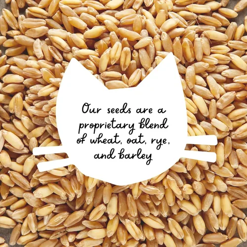 Vista 8 de Semillas de césped para gato 100% orgánicas (Sin OMG)