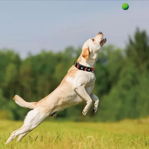 Vista 7 de KZV006-03M Collar de perro reflectante para perros pequeños, medianos y grandes