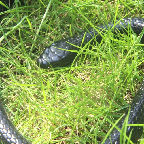 Vista 6 de Juguete de serpiente falsa de goma realista de 50 pulgadas Mamba para accesorios de jardín y broma práctica