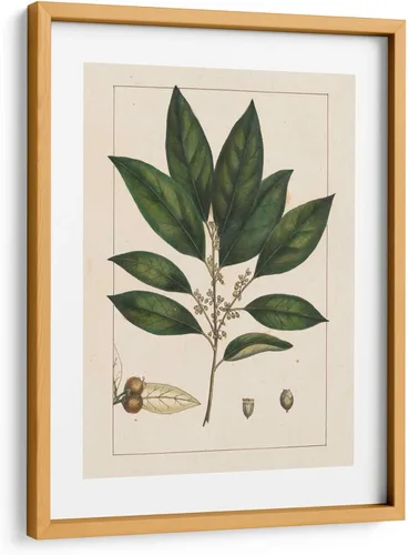 Vista 9 de Canvas Lab Silva Leaves IV by John Silva 11 x 15 in Fine Art Framed Print, Frame Color: Black, With Mat Botanical, Floral, Nature Wall