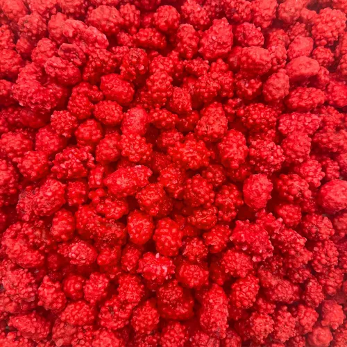 Cacahuetes quemados franceses | Bolsa de 2 libras | Snack de caramelo antiguo