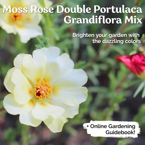 Vista 2 de KVITER 5,000 semillas de rosa musgo de flor doble (Portulaca Grandiflora) – Semillas de flores de verdolaga reliquia resistentes a la sequía