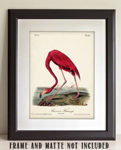 Vista 2 de American Flamingo Illustration - 11x14 Unframed Art Print - Great Wall Decor and Gift