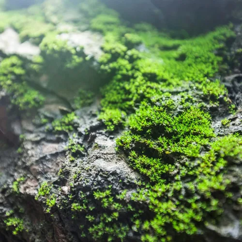 Vista 2 de Petrichor Aceite de fragancia (nuestra versión de la marca) – (botella de 4 onzas) para fabricación de velas, fabricación de jabón, fabricación