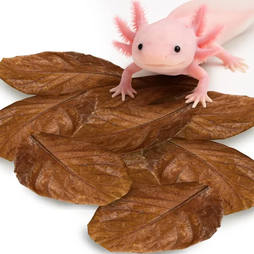 SunGrow Paquete de 10 hojas de almendra india de ajolote para acuario, 5 pulgadas, hoja de catappa que alivia la piel de las mascotas, las hojas