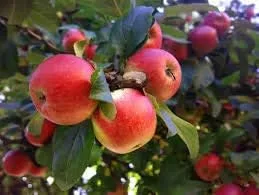 Vista 77 de Generic Semillas frescas de la flor de la rosa 100pcs para plantar rosa bebé