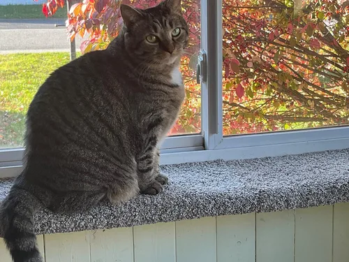 Vista 3 de Purrched Percha para ventana de gato (24 pulgadas)