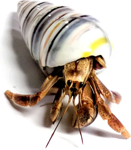 Vista 5 de 1 cangrejos ermitaños vivo, cangrejo de tierra de pincher púrpura