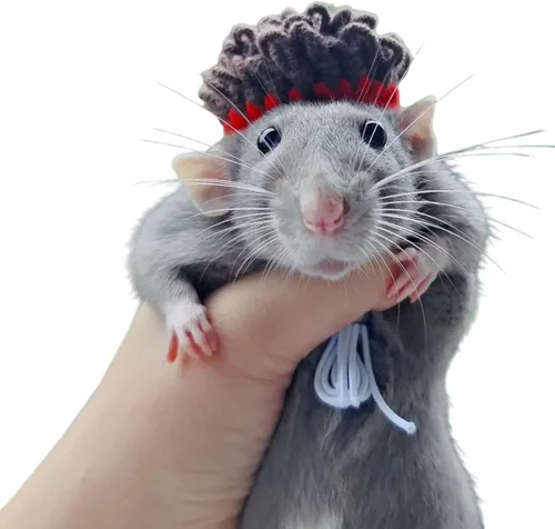 Vista 30 de Sombrero de hámster, mini animales pequeños con correa ajustable, encantadores sombreros pequeños de punto a mano para lagarto, conejillo de indias