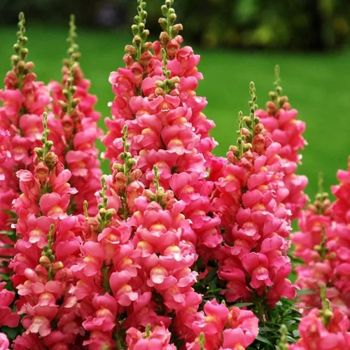 Seeds Snapdragon Tall Pink
