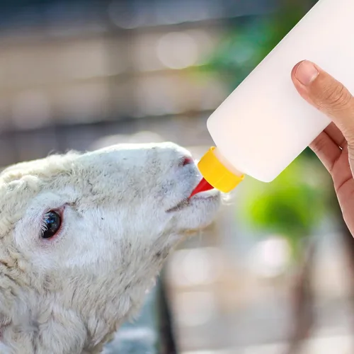Vista 4 de Tofficu Botella de leche de cordero de 8 onzas con tetina antimordedura para cabras bebés y ganado pequeño, botella de plástico duradero