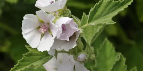 Vista 8 de Semillas Malvavisco (Althaea Officinalis) Hierbas medicinales tradicionales sin OMG