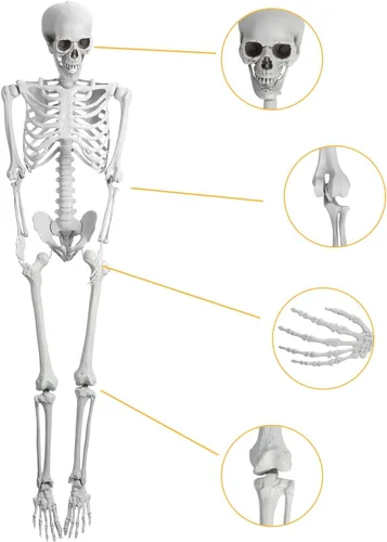 Vista 4 de Modelo de esqueleto humano de 5.4 pies/65.0 in, modelo de esqueleto posable de 64.9 pulgadas de alto, decoraciones de esqueleto de plástico