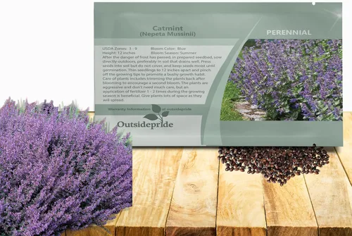 Outsidepride Nepeta Mussinii - Semillas de hierba gatera – 1000 semillas perennes, tolerantes al calor y la sequía para plantar flores azules