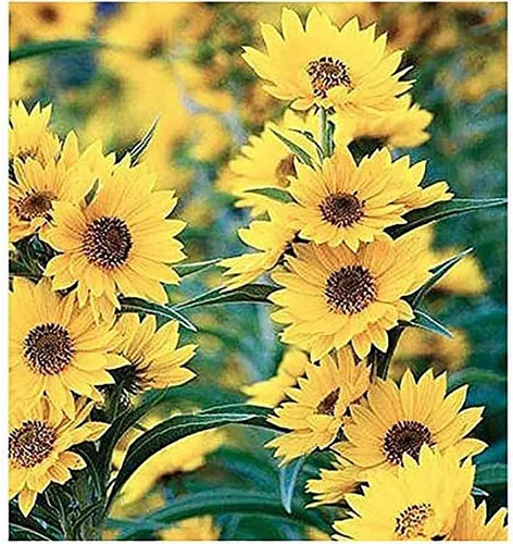 Maximilian Semillas de girasol - Atrae abejas y mariposas - Girasol perenne nativo de América del Norte, aproximadamente 600 semillas