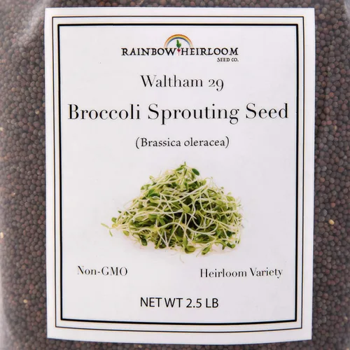 Vista 3 de Semillas de brócoli para germinado y microverdes Variedad Waltham 29 Semillas sin OMG y de legado Bolsa resellable de 1.13 kg (40 oz) al por