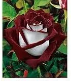 Vista 99 de Generic Semillas frescas de la flor de la rosa 100pcs para plantar rosa bebé