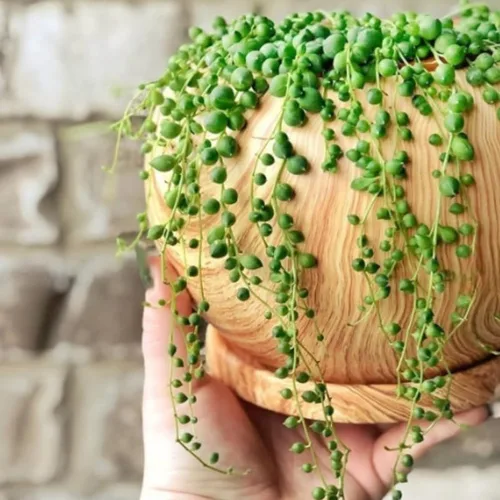 Vista 6 de String of Pearls Plant Live, enredadera suculenta rastrera, planta de interior viva rara en maceta