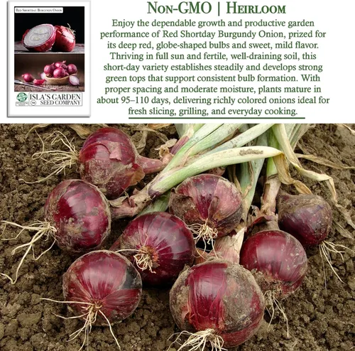 Vista 3 de Semillas de cebolla roja de color burdeos Shortday – Más de 300 semillas tradicionales sin OMG de Isla's Garden Seeds, bulbos de burdeos suaves