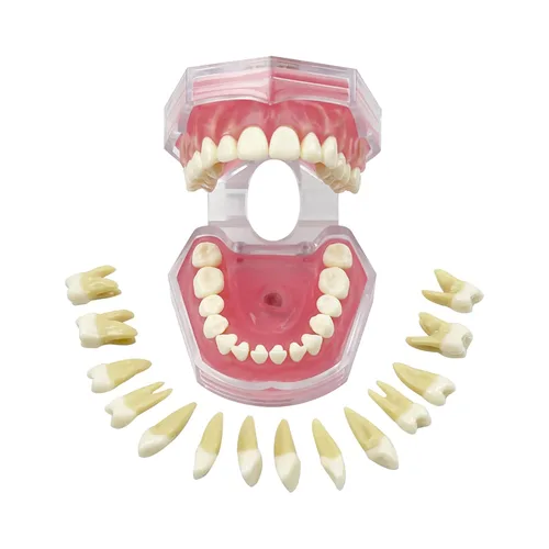 Vista 14 de Cabeza de maniquí de simulador dental, modelo de dientes YOUYA DENTAL Typodont, modelo Phantom Dexter, modelo de cabeza, maniquí de entrenamiento