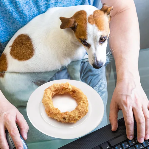 Vista 9 de Jungle Calling Tendones de carne para perros adultos, tendones envueltos en pollo, masticables para perros de larga duración, suplemento para cadera