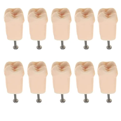 Vista 11 de Modelo de estudio de dientes de práctica de Typodont dental, modelo de estudio, dientes de repuesto individual, enseñanza de estudiantes