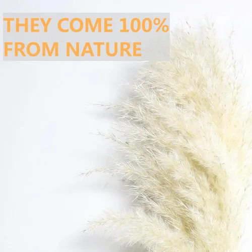 Vista 4 de 10 piezas de decoración de hierba de las pampas beige, hierba de las pampas secas naturalmente, colas de conejo, flores secas y eucalipto seco.